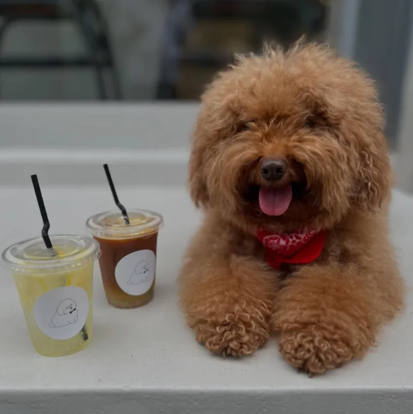 看板犬 Bocco とテラスのドリンク